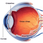 Sezione dell'occhio con le sue componenti, il corpo vitreo, il cristallino e la cornea. Con l'et si deforma.